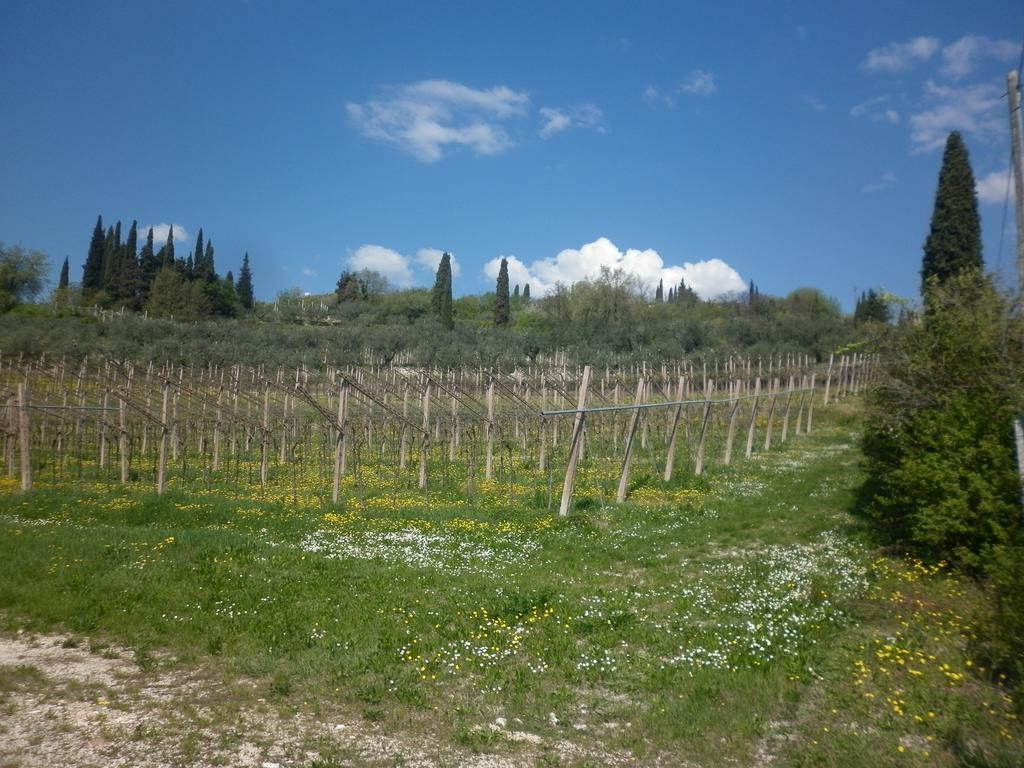 La Piccola Mimosa Apartment Sant'Ambrogio di Valpolicella Bagian luar foto